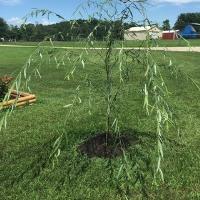 Septic tank care image 1